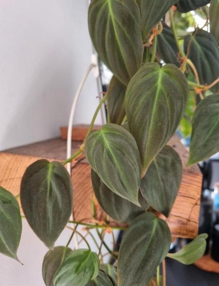 philodendron micans stek, Huis en Inrichting, Kamerplanten, Minder dan 100 cm, Halfschaduw, Ophalen of Verzenden