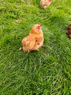 Cochin kippen, Dieren en Toebehoren, Pluimvee, Geslacht onbekend, Kip