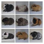 Diverse beertjes beschikbaar, Dieren en Toebehoren, Knaagdieren, Mannelijk, Cavia, Na 1 juli 2024, Tam