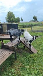 De bruine en de witte geit zijn tk., Dieren en Toebehoren, Vrouwelijk, Geit