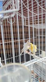 Een paar kanaries in goede gezondheid, Dieren en Toebehoren, Vogels | Kanaries, Meerdere dieren, Kleurkanarie