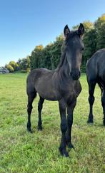 Mooi fries hengst veulen te koop, Dieren en Toebehoren, Paarden, Hengst, Niet van toepassing, 0 tot 2 jaar