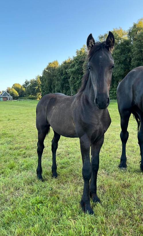 Mooi fries hengst veulen te koop, Dieren en Toebehoren, Paarden, Hengst, Niet van toepassing, 0 tot 2 jaar