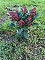 Skimmia japonica Rubella - 15cm, Vaste plant, Halfschaduw, Winter, Ophalen