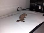 Bever, dier figuur PaPo, 5 cm, Verzamelen, Ophalen of Verzenden, Gebruikt