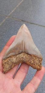 Megalodon haaientand met zeer scherpe karteling fossiel, Verzamelen, Mineralen en Fossielen, Ophalen of Verzenden, Fossiel