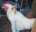 Gratis mooie witte haan 22 weken, Dieren en Toebehoren, Pluimvee, Mannelijk, Kip