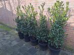 Ilex Meserveae Blue Prince  (Hulst) H. 130cm De Laatste 6, Vaste plant, Halfschaduw, Zomer, Ophalen