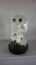 Glazen stolp met verlichting, Ophalen of Verzenden, Zo goed als nieuw, Glas, Minder dan 50 cm