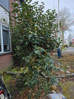 Camellia, taxus en boom, Tuin en Terras, Planten | Bomen, Ophalen of Verzenden, Bloeit niet, Volle zon, Overige soorten