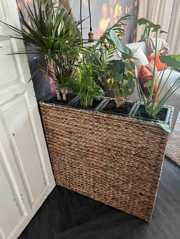 Plantenbak - waterhyacint - 4 potten - voor binnen beschikbaar voor biedingen
