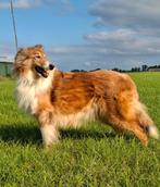 2 Schotse collie's zoeken een goed tehuis, Particulier, Rabiës (hondsdolheid), Buitenland, Meerdere