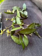 Hoya Rosita stekjes 4x, Overige soorten, Minder dan 100 cm, Bloeiende kamerplant, Halfschaduw