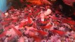 Rode garnaaltjes, Dieren en Toebehoren, Vissen | Aquariumvissen, Kreeft, Krab of Garnaal