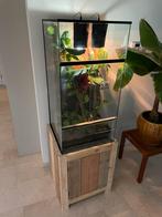 Terrarium met vrouwtjes wimpergekko, Dieren en Toebehoren, Reptielen en Amfibieën | Toebehoren, Ophalen of Verzenden, Zo goed als nieuw