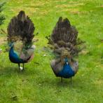 Pauwen, Dieren en Toebehoren, Mannelijk