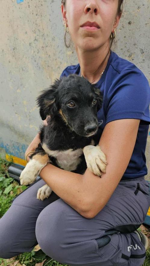baasje gezocht, Dieren en Toebehoren, Honden | Niet-rashonden, Middel, Teef, Particulier, Eén hond, Buitenland, 15 weken tot 1 jaar