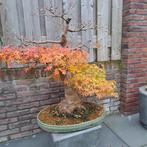 Bonsai leraar gezocht., Ophalen, Volle zon, Overige soorten, Minder dan 100 cm