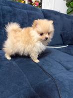 Originele Mini Pomeriaan puppy’s, CDV (hondenziekte), 8 tot 15 weken, Teef, Meerdere