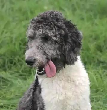 VROLIJKE MOOIE JONGE REU NINO, LABRADOODLE OPZOEK NAAR U beschikbaar voor biedingen