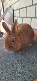 Thrianta ram lief konijn, Dieren en Toebehoren, Konijnen, Mannelijk
