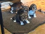 Prachtige Beagle pups zijn beschikbaar, Dieren en Toebehoren, Beagle, Rabiës (hondsdolheid), 8 tot 15 weken, Meerdere