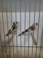 Majoor putters, Dieren en Toebehoren, Meerdere dieren, Wildzangvogel, Geringd