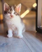 Lieve kruising kittens, Dieren en Toebehoren, Katten en Kittens | Raskatten | Korthaar
