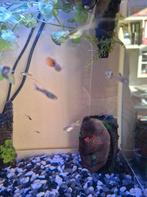 Mannetjes Gup, Vis, Zoetwatervis