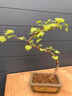 Eendenpootboom / Japanse Notenboom Bonsai gevormd, Tuin en Terras, Planten | Bomen, In pot, Minder dan 100 cm, Volle zon, Leiboom