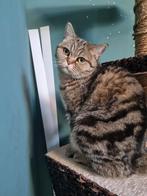 Britse korthaar 4 jaar, Dieren en Toebehoren, Katten en Kittens | Dekkaters