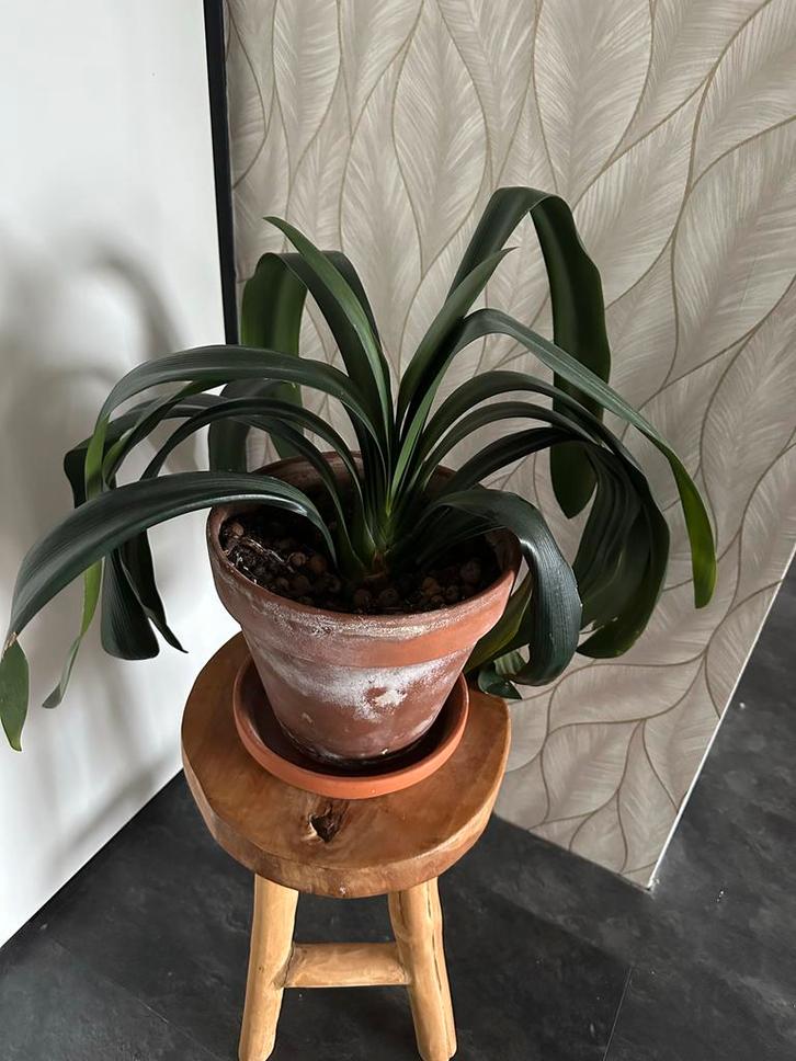 Clivia Miniata Kamerplant, Huis en Inrichting, Kamerplanten, Overige soorten, Minder dan 100 cm, Bloeiende kamerplant, Halfschaduw