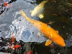 kooi karper vissen 1 x groter als 60 cm andere 2 60 of iets, Dieren en Toebehoren, Vissen | Vijvervissen, Karper of Koi