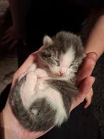 Kittens, 1 week oud, Dieren en Toebehoren