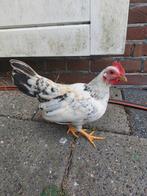 Serama haantjes voor een nieuw thuis, Dieren en Toebehoren, Pluimvee