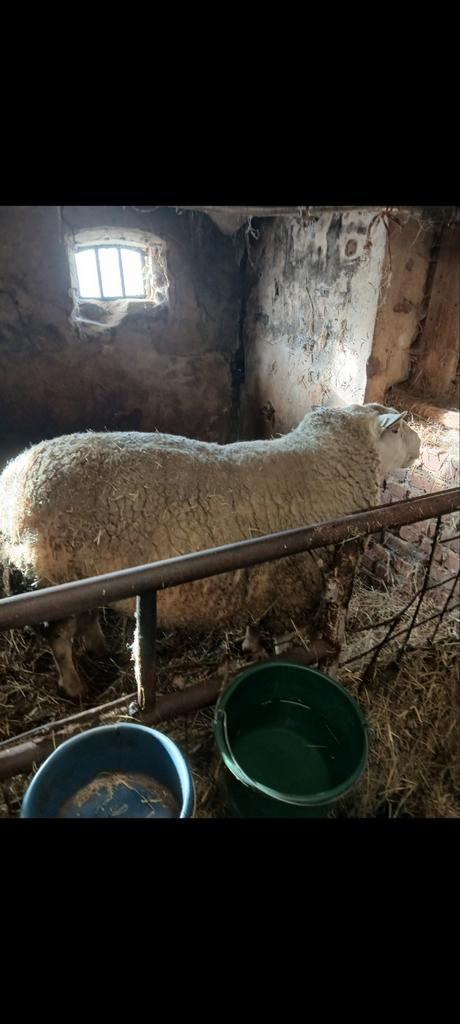 swifter ram, Dieren en Toebehoren, Schapen, Geiten en Varkens, Schaap, Mannelijk