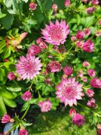 Zaden Astrantia Roma, Verzenden, Voorjaar, Volle zon, Zaad
