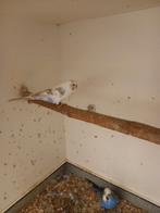 Engelse parkiet, Dieren en Toebehoren, Vogels | Parkieten en Papegaaien, Vrouwelijk, Parkiet, Geringd