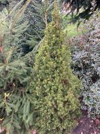 Diverse coniferen soorten te koop, Tuin en Terras, Ophalen of Verzenden