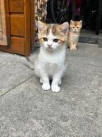 Mooi lief en aanhankelijk britse korthaar katertje te koop, Dieren en Toebehoren, Katten en Kittens | Overige Katten, Kater, Kortharig