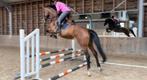 Knappe 5 jarige te koop, Dieren en Toebehoren, Paarden, Merrie, Springpaard, B, 170 tot 175 cm