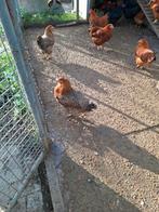 Bielefelder, australop en new hamchire, Dieren en Toebehoren, Pluimvee, Vrouwelijk, Kip