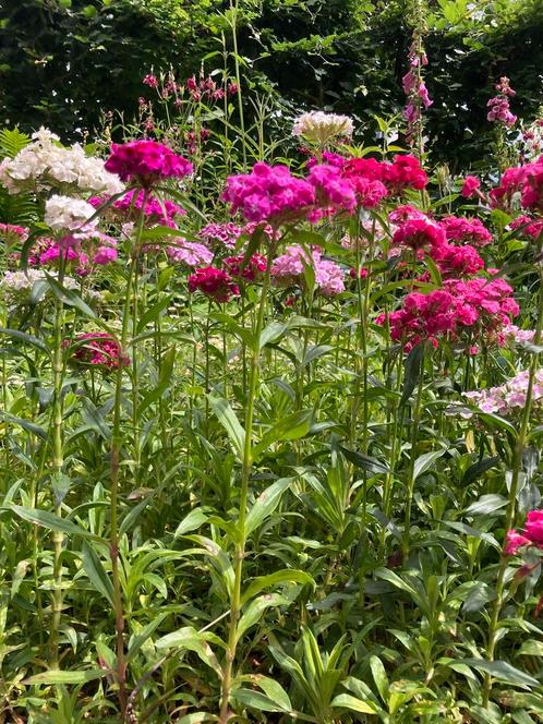 Duizendschoon mix zaden, Tuin en Terras, Bloembollen en Zaden, Bloembol, Voorjaar, Volle zon, Ophalen of Verzenden