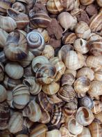 wijngaardslakken huizen per 250 gram no. 12, Ophalen, Nieuw, Materiaal