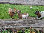 Drie dwerggeiten, Dieren en Toebehoren, Schapen, Geiten en Varkens, Vrouwelijk, Geit