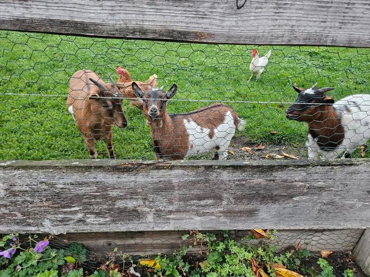 Drie dwerggeiten, Dieren en Toebehoren, Schapen, Geiten en Varkens, Geit, Vrouwelijk