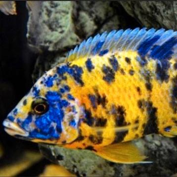 Aulonocara mulitcolor yellow ob! Malawi cichliden beschikbaar voor biedingen