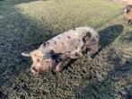 varkens, Dieren en Toebehoren, Schapen, Geiten en Varkens, Vrouwelijk, Varken, 6 jaar of ouder