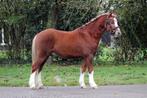 3,5 jarige welsh A ruin 122cm, Dieren en Toebehoren, Pony's, Gechipt, Ruin, Dressuurpony, 3 tot 6 jaar