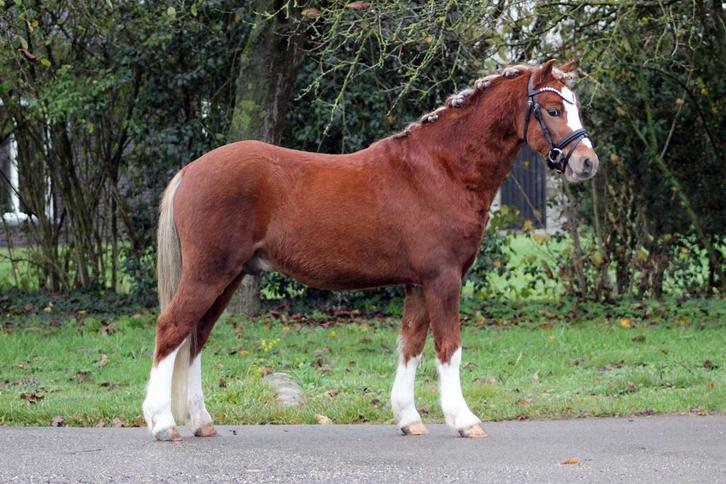 3,5 jarige welsh A ruin 122cm, Dieren en Toebehoren, Pony's, Ruin, B pony (1.17m tot 1.27m), Dressuurpony, 3 tot 6 jaar, Met stamboom